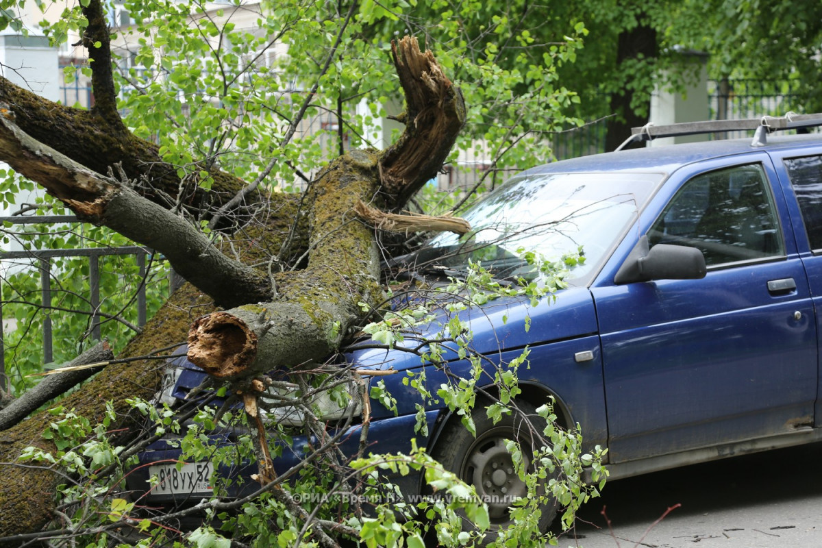 Бастрыкин заинтересовался падением дерева на автомобиль с нижегородцами
