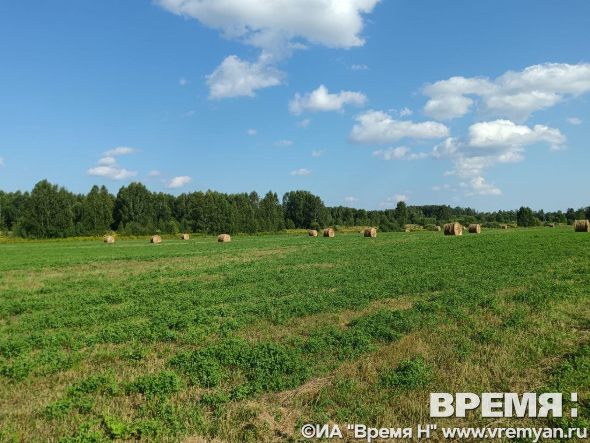 Фекальные энтерококки обнаружили в почве в Нижегородской области