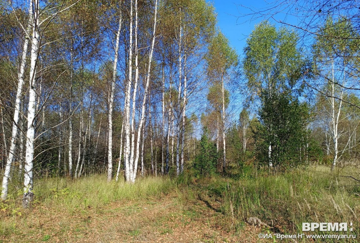 Охота на косулю и бобра открывается в Нижегородской области