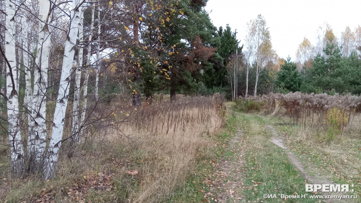 Пасмурно и до +6°С будет в Нижнем Новгороде 25 октября