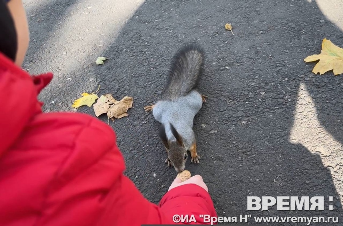 Нижегородских белочек сосчитали