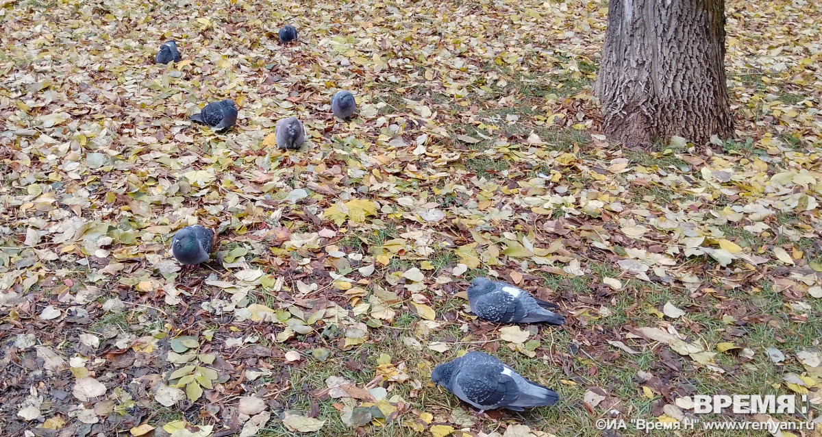 Пасмурно и до +4°С будет в Нижнем Новгороде 19 ноября