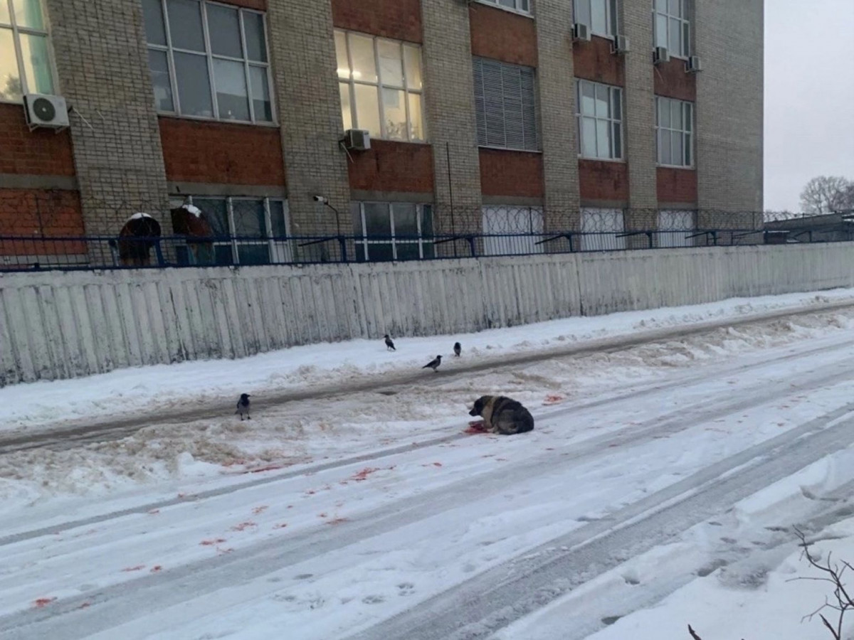 Собака получила серьёзные травмы, попав под трамвай в Нижнем Новгороде