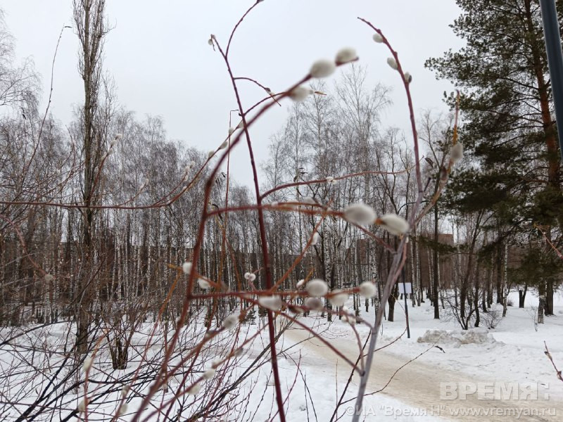 Верба зацвела в Нижнем Новгороде в середине зимы