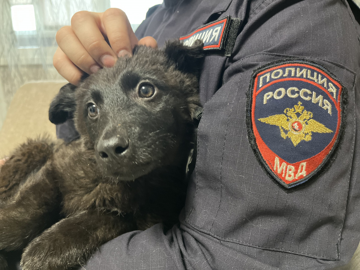 В Нижнем Новгороде сотрудники полиции приняли участие в спасении щенка