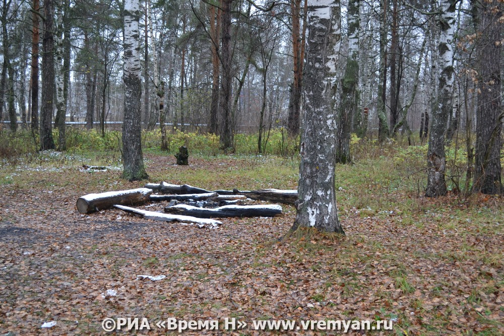 Весенняя охота на медведя открылась в Нижегородской области